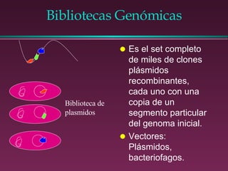 Bibliotecas Genómicas Es el set completo de miles de clones plásmidos recombinantes, cada uno con una copia de un segmento particular del genoma inicial. Vectores: Plásmidos, bacteriofagos. Biblioteca de plasmidos 