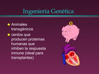 Ingeniería Genética  Animales transgénicos  cerdos que producen proteínas humanas que inhiben la respuesta inmune (ideal para transplantes) 