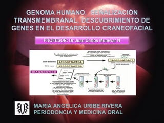 PROFESOR: Dr Juan Carlos Munévar N




MARIA ANGELICA URIBE RIVERA
PERIODONCIA Y MEDICINA ORAL
 