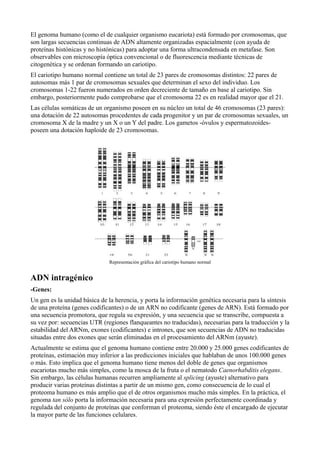 El genoma humano (como el de cualquier organismo eucariota) está formado por cromosomas, que
son largas secuencias continuas de ADN altamente organizadas espacialmente (con ayuda de
proteínas histónicas y no histónicas) para adoptar una forma ultracondensada en metafase. Son
observables con microscopía óptica convencional o de fluorescencia mediante técnicas de
citogenética y se ordenan formando un cariotipo.
El cariotipo humano normal contiene un total de 23 pares de cromosomas distintos: 22 pares de
autosomas más 1 par de cromosomas sexuales que determinan el sexo del individuo. Los
cromosomas 1-22 fueron numerados en orden decreciente de tamaño en base al cariotipo. Sin
embargo, posteriormente pudo comprobarse que el cromosoma 22 es en realidad mayor que el 21.
Las células somáticas de un organismo poseen en su núcleo un total de 46 cromosomas (23 pares):
una dotación de 22 autosomas procedentes de cada progenitor y un par de cromosomas sexuales, un
cromosoma X de la madre y un X o un Y del padre. Los gametos -óvulos y espermatozoidesposeen una dotación haploide de 23 cromosomas.

Representación gráfica del cariotipo humano normal

ADN intragénico
-Genes:
Un gen es la unidad básica de la herencia, y porta la información genética necesaria para la síntesis
de una proteína (genes codificantes) o de un ARN no codificante (genes de ARN). Está formado por
una secuencia promotora, que regula su expresión, y una secuencia que se transcribe, compuesta a
su vez por: secuencias UTR (regiones flanqueantes no traducidas), necesarias para la traducción y la
estabilidad del ARNm, exones (codificantes) e intrones, que son secuencias de ADN no traducidas
situadas entre dos exones que serán eliminadas en el procesamiento del ARNm (ayuste).
Actualmente se estima que el genoma humano contiene entre 20.000 y 25.000 genes codificantes de
proteínas, estimación muy inferior a las predicciones iniciales que hablaban de unos 100.000 genes
o más. Esto implica que el genoma humano tiene menos del doble de genes que organismos
eucariotas mucho más simples, como la mosca de la fruta o el nematodo Caenorhabditis elegans.
Sin embargo, las células humanas recurren ampliamente al splicing (ayuste) alternativo para
producir varias proteínas distintas a partir de un mismo gen, como consecuencia de lo cual el
proteoma humano es más amplio que el de otros organismos mucho más simples. En la práctica, el
genoma tan sólo porta la información necesaria para una expresión perfectamente coordinada y
regulada del conjunto de proteínas que conforman el proteoma, siendo éste el encargado de ejecutar
la mayor parte de las funciones celulares.

 