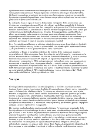 ligamiento humano se han creado estudiando pautas de herencia de familias muy extensas y con
varias generaciones conocidas. Aunque al principio se limitaban a los rasgos físicos heredables,
fácilmente reconocibles, actualmente hay técnicas más elaboradas que permiten crear mapas de
ligamiento comparando la posición de genes diana en comparación con el orden de los marcadores
genéticos o de partes conocidas del ADN.
La cartografía física es capaz de medir la distancia real entre puntos de los cromosomas. Las
técnicas más avanzadas combinan robótica, informática y uso de láser para calcular la distancia
entre marcadores genéticos conocidos. Para conseguirlo, se fragmenta el ADN de los cromosomas
humanos aleatoriamente. A continuación se duplican muchas veces para estudiar en los clones, que
son las secuencias duplicadas, la ausencia o presencia de marcas genéticas identificables. Los
clones que comparten varias marcas provienen de segmentos solapados normalmente. Estas
regiones pueden utilizarse después para determinar el orden de las marcas en los cromosomas y su
secuencia. Para obtener la secuencia real de nucleótidos hacen falta mapas físicos altamente
detallados que recogen el orden de las piezas clonadas con exactitud.
En el Proyecto Genoma Humano se utilizó un método de secuenciación desarrollado por Frederick
Sanger, bioquímico británico y dos veces premio Nobel. Este método replica piezas específicas de
ADN y las modifica de modo que acaben en una forma fluorescente.
Actualmente se detecta el nucleótido modificado del extremo de las cadenas con modernos
secuenciadores de ADN automáticos. Estos determinan los nucleótidos que hay exactamente en la
cadena. A continuación se combina esta información de manera informatizada, y así se reconstruye
la secuencia de pares de bases del ADN original. Un aspecto muy importante es duplicar
rápidamente y con exactitud el ADN, tanto para después cartografiarlo como para secuenciarlo. Al
comienzo de la investigación en este campo se clonaba el material genético introduciéndolo en
organismos unicelulares de rápida división, pero en la década de los ochenta se generalizó el uso de
la PCR (reacción en cadena de polimerasa). Esta técnica se puede automatizar fácilmente y es capaz
de copiar una sola molécula de ADN muchos millones de veces en poco tiempo. Kary Mullis
obtuvo el Premio Nobel de Química por idearla, en 1993.

Ventajas
El trabajo sobre la interpretación de los datos del genoma se encuentra todavía en sus etapas
iniciales. Se prevé que un conocimiento detallado del genoma humano ofrecerá nuevas vías para los
avances de la medicina y la biotecnología. Por ejemplo, un número de empresas, como Myriad
Genetics ha empezado a ofrecer formas sencillas de administrar las pruebas genéticas que pueden
mostrar la predisposición a una variedad de enfermedades, incluyendo cáncer de mama, los
trastornos de la hemostasia, la fibrosis quística, enfermedades hepáticas y muchas otras. Además, la
etiología de los cánceres, la enfermedad de Alzheimer y otras áreas de interés clínico se consideran
susceptibles de beneficiarse de la información sobre el genoma y, posiblemente, pueda a largo plazo
conducir a avances significativos en su gestión.
Hay también muchos beneficios tangibles para los biólogos. Por ejemplo, un investigador de la
investigación de un determinado tipo de cáncer puede haber reducido su búsqueda a un determinado
gen. Al visitar la base de datos del genoma humano en la World Wide Web, este investigador puede
examinar lo que otros científicos han escrito sobre este gen, incluyendo (potencialmente) la
estructura tridimensional de su producto; su/s función/es; sus relaciones evolutivas con otros genes
humanos, o genes de ratones, levaduras, moscas de la fruta; las posibles mutaciones perjudiciales;
las interacciones con otros genes; los tejidos del cuerpo en el que este gen es activado; las
enfermedades asociadas con este gen u otro tipo de datos. Además, la comprensión más profunda de
los procesos de la enfermedad en el ámbito de la biología molecular puede determinar nuevos

 