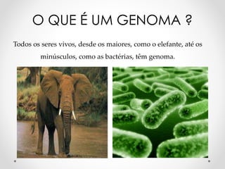 Todos os seres vivos, desde os maiores, como o elefante, até os
minúsculos, como as bactérias, têm genoma.
O QUE É UM GENOMA ?
 
