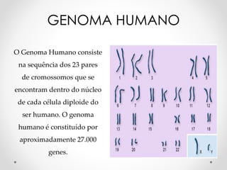 O Genoma Humano consiste
na sequência dos 23 pares
de cromossomos que se
encontram dentro do núcleo
de cada célula diploide do
ser humano. O genoma
humano é constituído por
aproximadamente 27.000
genes.
GENOMA HUMANO
 