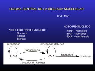 DOGMA CENTRAL DE LA BIOLOGIA MOLECULAR
ACIDO DESOXIRRIBONUCLEICO
Almacena
Replica
Expresa
Crick, 1956
mRNA – mensajero
rRNA - ribosomal
tRNA - transferencia
ACIDO RIBONUCLEICO
 