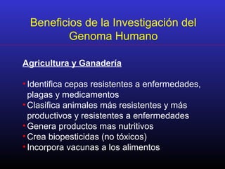 Beneficios de la Investigación del
Genoma Humano
Agricultura y Ganadería
• Identifica cepas resistentes a enfermedades,
plagas y medicamentos
• Clasifica animales más resistentes y más
productivos y resistentes a enfermedades
• Genera productos mas nutritivos
• Crea biopesticidas (no tóxicos)
• Incorpora vacunas a los alimentos
 