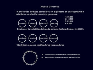 Análisis Genómico
• Conocer los códigos contenidos en el genoma en un organismo y
establecer su relación con otros genomas.
• Establecer la variabilidad de cada genoma (polimorfismo). H:0,0001%
• Identificar regiones codificadoras y reguladoras
humano mosca plantas levadura
caucásica asiatica negroide araucana
Codificadora, aquella que es transcrita en RNA
Reguladora, aquella que regula la transcripción
H: 30.000
M: 15.000
P: 25.000
Y: 6.000
 
