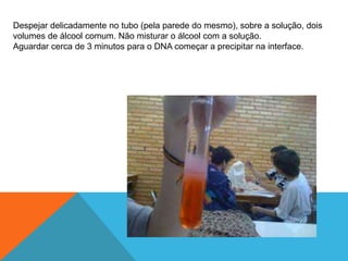 Despejar delicadamente no tubo (pela parede do mesmo), sobre a solução, dois
volumes de álcool comum. Não misturar o álcool com a solução.
Aguardar cerca de 3 minutos para o DNA começar a precipitar na interface.
 