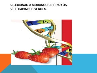 SELECIONAR 3 MORANGOS E TIRAR OS
SEUS CABINHOS VERDES.
 