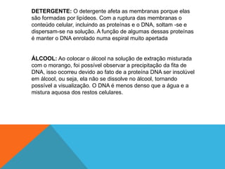 DETERGENTE: O detergente afeta as membranas porque elas
são formadas por lipídeos. Com a ruptura das membranas o
conteúdo celular, incluindo as proteínas e o DNA, soltam -se e
dispersam-se na solução. A função de algumas dessas proteínas
é manter o DNA enrolado numa espiral muito apertada
ÁLCOOL: Ao colocar o álcool na solução de extração misturada
com o morango, foi possível observar a precipitação da fita de
DNA, isso ocorreu devido ao fato de a proteína DNA ser insolúvel
em álcool, ou seja, ela não se dissolve no álcool, tornando
possível a visualização. O DNA é menos denso que a água e a
mistura aquosa dos restos celulares.
 