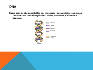 DNA
Essas cadeias são constituídas por um açucar ( desoxirribose), um grupo
fosfato e uma base nitrogenada (T timina, A adenina, C citosina ou G
guanina).
 