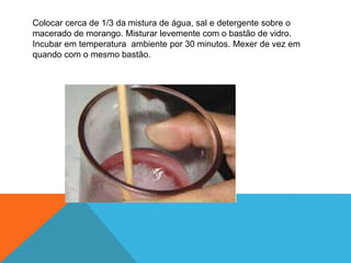 Colocar cerca de 1/3 da mistura de água, sal e detergente sobre o
macerado de morango. Misturar levemente com o bastão de vidro.
Incubar em temperatura ambiente por 30 minutos. Mexer de vez em
quando com o mesmo bastão.
 
