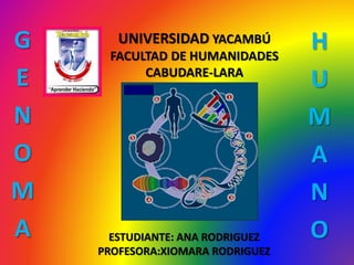 UNIVERSIDAD YACAMBÚ
FACULTAD DE HUMANIDADES
CABUDARE-LARA
H
U
M
A
N
OESTUDIANTE: ANA RODRIGUEZ
PROFESORA:XIOMARA RODRIGUEZ
G
E
N
O
M
A
 