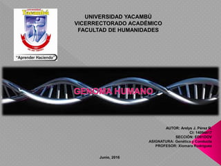 UNIVERSIDAD YACAMBÚ
VICERRECTORADO ACADÉMICO
FACULTAD DE HUMANIDADES
AUTOR: Arelys J. Pérez R.
CI: 14094417
SECCIÓN: ED01DOV
ASIGNATURA: Genética y Conducta
PROFESOR: Xiomara Rodríguez
Junio, 2016
 