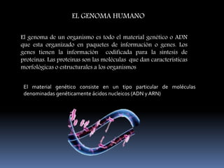 El genoma de un organismo es todo el material genético o ADN
que esta organizado en paquetes de información o genes. Los
genes tienen la información codificada para la síntesis de
proteínas. Las proteínas son las moléculas que dan características
morfológicas o estructurales a los organismos
El material genético consiste en un tipo particular de moléculas
denominadas genéticamente ácidos nucleicos (ADN y ARN)
EL GENOMA HUMANO
 