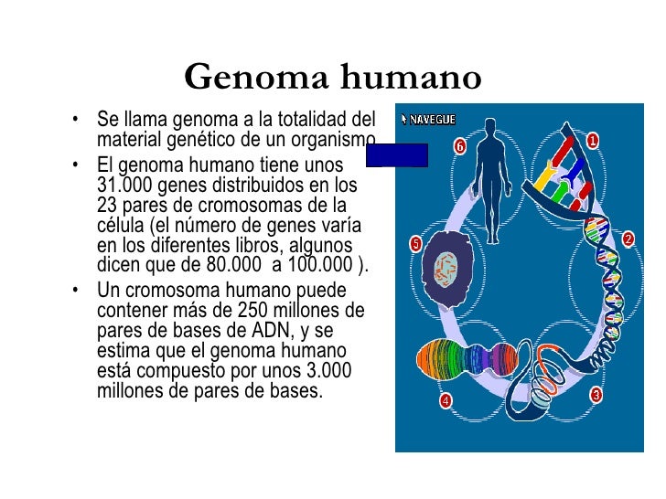 Genoma Humano Bioetica