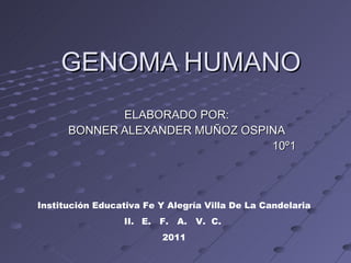 GENOMA HUMANO ELABORADO POR: BONNER ALEXANDER MUÑOZ OSPINA 10º1 ,[object Object],[object Object],[object Object]