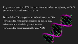El genoma humano un 70% está compuesto por ADN extragénico y un 30 %
por secuencias relacionadas con genes.
Del total de ADN extragénico aproximadamente un 70%
corresponde a repeticiones dispersas, de manera que,
más o menos,la mitad del genoma humano
corresponde a secuencias repetitivas de ADN.

 