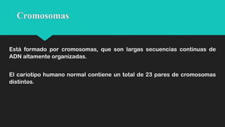 Cromosomas

Está formado por cromosomas, que son largas secuencias continuas de
ADN altamente organizadas.
El cariotipo humano normal contiene un total de 23 pares de cromosomas
distintos.

 