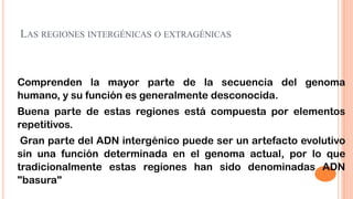 LAS REGIONES INTERGÉNICAS O EXTRAGÉNICAS

Comprenden la mayor parte de la secuencia del genoma
humano, y su función es generalmente desconocida.

Buena parte de estas regiones está compuesta por elementos
repetitivos.
Gran parte del ADN intergénico puede ser un artefacto evolutivo
sin una función determinada en el genoma actual, por lo que
tradicionalmente estas regiones han sido denominadas ADN
"basura"

 