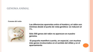 GENOMA ANIMAL

Genoma del ratón

Las diferencias aparentes entre el hombre y el ratón son
mínimas desde el punto de vista genético: se reducen al
1%.
Sólo 300 genes del ratón no aparecen en nuestro
genoma.
El pequeño mamífero cuenta, en especial, con muchos
más genes involucrados en el sentido del olfato y en el
apareamiento

 