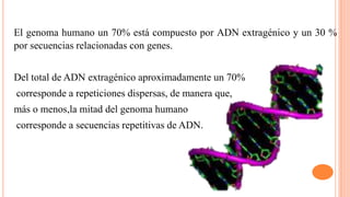 El genoma humano un 70% está compuesto por ADN extragénico y un 30 %
por secuencias relacionadas con genes.
Del total de ADN extragénico aproximadamente un 70%
corresponde a repeticiones dispersas, de manera que,
más o menos,la mitad del genoma humano
corresponde a secuencias repetitivas de ADN.

 