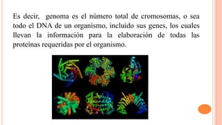 Es decir, genoma es el número total de cromosomas, o sea
todo el DNA de un organismo, incluido sus genes, los cuales
llevan la información para la elaboración de todas las
proteínas requeridas por el organismo.

 
