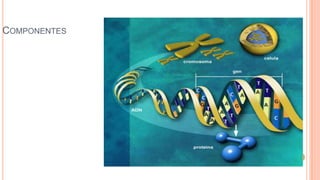 COMPONENTES

 