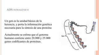 ADN INTRAGÉNICO

Un gen es la unidad básica de la
herencia, y porta la información genética
necesaria para la síntesis de una proteína
Actualmente se estima que el genoma
humano contiene entre 20.000 y 25.000
genes codificantes de proteínas.

 