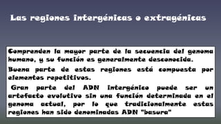 Las regiones intergénicas o extragénicas

Comprenden la mayor parte de la secuencia del genoma
humano, y su función es generalmente desconocida.

Buena parte de estas regiones está compuesta por
elementos repetitivos.
Gran parte del ADN intergénico puede ser un
artefacto evolutivo sin una función determinada en el
genoma actual, por lo que tradicionalmente estas
regiones han sido denominadas ADN "basura"

 