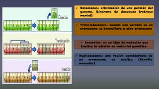  Deleciones: eliminación de una porción del
genoma. Síndrome de Jacobsen (retraso
mental)
 Translocaciones: cuando una porción de un
cromosoma se transfiere a otro cromosoma

 Inserción: es un tipo de mutación que
Implica la adición de material genético.

 Duplicaciones: una región considerable de
un
cromosoma
se
duplica
(Atrofia
muscular)

 