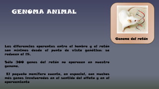 GENOMA ANIMAL

Genoma del ratón
Las diferencias aparentes entre el hombre y el ratón
son mínimas desde el punto de vista genético: se
reducen al 1%.
Sólo 300 genes del ratón no aparecen en nuestro
genoma.
El pequeño mamífero cuenta, en especial, con muchos
más genes involucrados en el sentido del olfato y en el
apareamiento

 