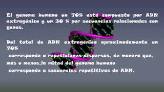 El genoma humano un 70% está compuesto por ADN
extragénico y un 30 % por secuencias relacionadas con
genes.
Del total de ADN extragénico aproximadamente un
70%
corresponde a repeticiones dispersas, de manera que,
más o menos,la mitad del genoma humano
corresponde a secuencias repetitivas de ADN.

 
