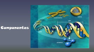 Componentes

 