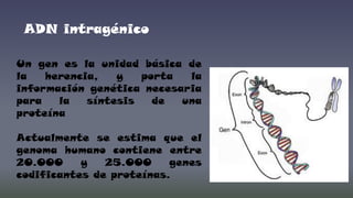 ADN intragénico
Un gen es la unidad básica de
la
herencia,
y
porta
la
información genética necesaria
para
la
síntesis
de
una
proteína
Actualmente se estima que el
genoma humano contiene entre
20.000
y
25.000
genes
codificantes de proteínas.

 