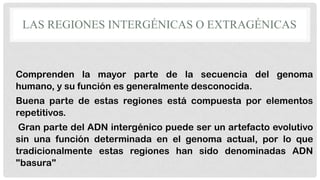 LAS REGIONES INTERGÉNICAS O EXTRAGÉNICAS

Comprenden la mayor parte de la secuencia del genoma
humano, y su función es generalmente desconocida.

Buena parte de estas regiones está compuesta por elementos
repetitivos.
Gran parte del ADN intergénico puede ser un artefacto evolutivo
sin una función determinada en el genoma actual, por lo que
tradicionalmente estas regiones han sido denominadas ADN
"basura"

 