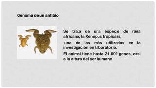 Genoma de un anfibio

Se trata de una especie de
africana, la Xenopus tropicalis,
una de las más utilizadas
investigación en laboratorio.

rana
en

la

El animal tiene hasta 21.000 genes, casi
a la altura del ser humano

 