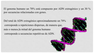 El genoma humano un 70% está compuesto por ADN extragénico y un 30 %
por secuencias relacionadas con genes.
Del total de ADN extragénico aproximadamente un 70%
corresponde a repeticiones dispersas, de manera que,
más o menos,la mitad del genoma humano
corresponde a secuencias repetitivas de ADN.

 
