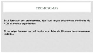 CROMOSOMAS

Está formado por cromosomas, que son largas secuencias continuas de
ADN altamente organizadas.
El cariotipo humano normal contiene un total de 23 pares de cromosomas
distintos.

 
