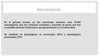 PSEUDOGENES

En el genoma humano se han encontrado asimismo unos 19.000
pseudogenes, que son versiones completas o parciales de genes que han
acumulado diversas mutaciones y que generalmente no se transcriben.
Se clasifican en pseudogenes no procesados (30%) y pseudogenes
procesados (70%)

 