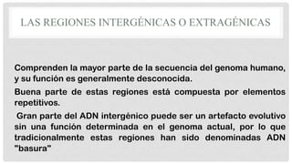 LAS REGIONES INTERGÉNICAS O EXTRAGÉNICAS

Comprenden la mayor parte de la secuencia del genoma humano,
y su función es generalmente desconocida.

Buena parte de estas regiones está compuesta por elementos
repetitivos.
Gran parte del ADN intergénico puede ser un artefacto evolutivo
sin una función determinada en el genoma actual, por lo que
tradicionalmente estas regiones han sido denominadas ADN
"basura"

 