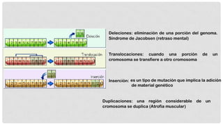  Deleciones: eliminación de una porción del genoma.
Síndrome de Jacobsen (retraso mental)

 Translocaciones: cuando una porción
cromosoma se transfiere a otro cromosoma

de

un

 Inserción: es un tipo de mutación que implica la adición
de material genético

Duplicaciones: una región considerable
cromosoma se duplica (Atrofia muscular)

de un

 