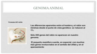 GENOMA ANIMAL

Genoma del ratón

Las diferencias aparentes entre el hombre y el ratón son
mínimas desde el punto de vista genético: se reducen al
1%.
Sólo 300 genes del ratón no aparecen en nuestro
genoma.
El pequeño mamífero cuenta, en especial, con muchos
más genes involucrados en el sentido del olfato y en el
apareamiento

 