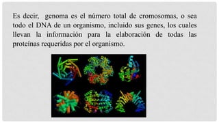 Es decir, genoma es el número total de cromosomas, o sea
todo el DNA de un organismo, incluido sus genes, los cuales
llevan la información para la elaboración de todas las
proteínas requeridas por el organismo.

 