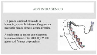 ADN INTRAGÉNICO

Un gen es la unidad básica de la
herencia, y porta la información genética
necesaria para la síntesis de una proteína
Actualmente se estima que el genoma
humano contiene entre 20.000 y 25.000
genes codificantes de proteínas.

 