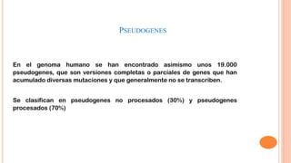 PSEUDOGENES

En el genoma humano se han encontrado asimismo unos 19.000
pseudogenes, que son versiones completas o parciales de genes que han
acumulado diversas mutaciones y que generalmente no se transcriben.
Se clasifican en pseudogenes no procesados (30%) y pseudogenes
procesados (70%)

 