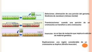 Deleciones: eliminación de una porción del genoma.
Síndrome de Jacobsen (retraso mental)

 Translocaciones: cuando una porción
cromosoma se transfiere a otro cromosoma

de

un

 Inserción: es un tipo de mutación que implica la adición
de material genético

Duplicaciones: una región considerable
cromosoma se duplica (Atrofia muscular)

de un

 