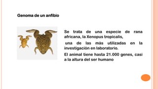 Genoma de un anfibio

Se trata de una especie de
africana, la Xenopus tropicalis,
una de las más utilizadas
investigación en laboratorio.

rana
en

la

El animal tiene hasta 21.000 genes, casi
a la altura del ser humano

 