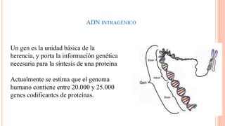 ADN INTRAGÉNICO

Un gen es la unidad básica de la
herencia, y porta la información genética
necesaria para la síntesis de una proteína
Actualmente se estima que el genoma
humano contiene entre 20.000 y 25.000
genes codificantes de proteínas.

 