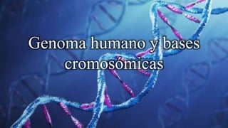 Genoma humano y bases
cromosómicas
 