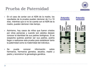 Prueba de Paternidad
   En el caso de contar con el ADN de la madre, los
    resultados de la prueba pueden demorar de 3 a 10
    días, mientras que si no se cuenta con el ADN de la
    madre, pueden demorar más tiempo.


   Asimismo, hay casos de niños que fueron criados
    por otras personas y cuando son adultos desean
    conocer la identidad de sus padres biológicos. Si se
    sospecha quiénes podrían ser sus padres, podría
    llegar a realizarse esta prueba para establecer tanto
    la paternidad como la maternidad del individuo.


   Se     puede      conocer      información  sobre
    hermanos, hermanos gemelos, abuelos, madre y
    padre y reconstruir la genealogía genética.
 